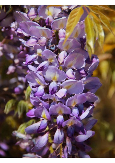 Videolu Bol Çiçekli 1 Adet Mor Salkım Fidanı 20-50cm Saksılı\tüplü Wisteria Sapling