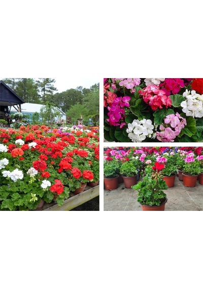 Serada Decor Plant Bordo Sakız Sardunya Çiçeği Saksılı