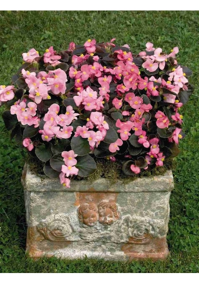 Begonya Begonia Pembe Renk 10 Adet