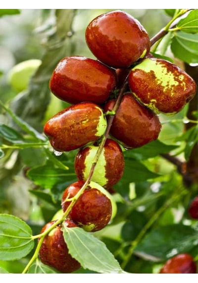 Özel Hünnap Fidanı 80-110 Cm Saksılı Çiçekli Bodur Bitkiler Medlar