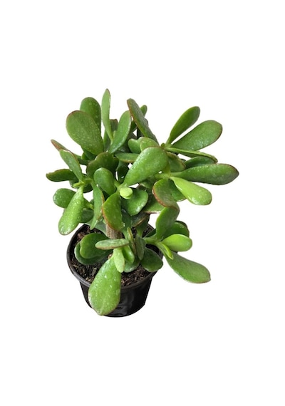 Para Ağacı Çiçeği Büyük Boy Kaktüs Sukulent 10-20 Cm