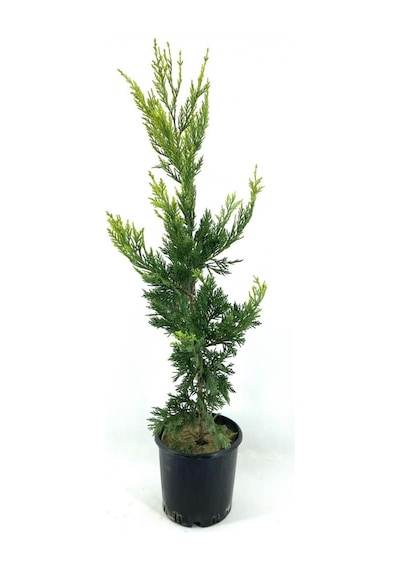 Cupressocyparis Leylandii Leylandi Çam Fidanı 60-100 Cm