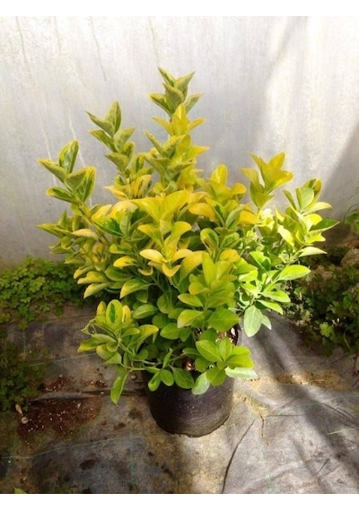 Gold Taflan Euonymus Japonica Aurea Büyük Boy 40 - 50 Cm 5 Ade