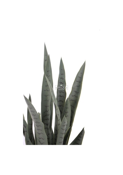 Yapay Paşa Kılıcı Sansevieria Bitkisi 35 Yapraklı 80 Cm