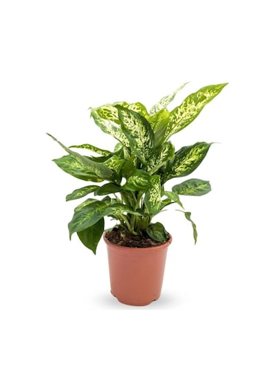Salon Bitki Seti Dracaena Marginata 35-50cm -difenbahya 30-50cm -şamador 15-25cm