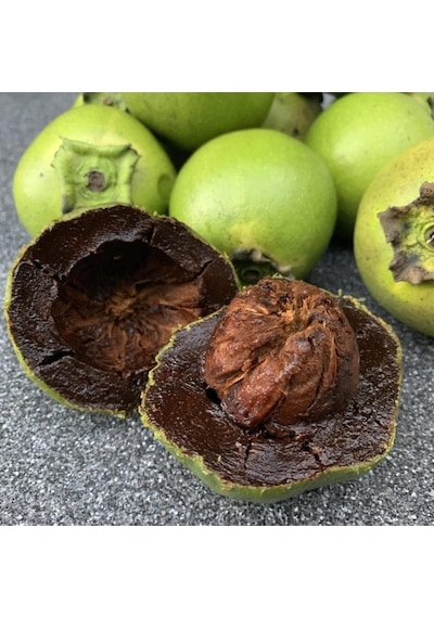 Tüplü Black Sapota Çikolata Meyvesi Ağacı Fidanı 30-70 Cm