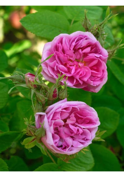 Videolu Yediveren Isparta Gülü Pembe Renkli Kokulu 50 90 Cm 1 Adet Tüplü Aşılı Gül Pink Rose