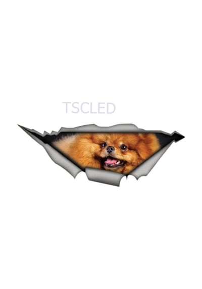 Pomeranian Cinsi Sevimli Köpek Yapıştırması Sticker