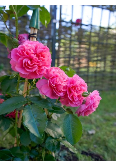 Videolu Yediveren Sarmaşık Mis Kokulu Pembe Gül Fidanı 3 Adet Saksılı 40-65 Cm Climbing Pink Rose