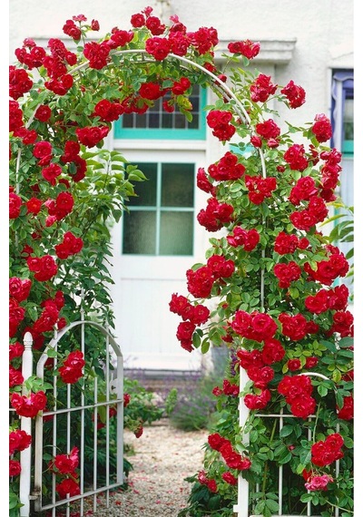 Açık Kırmızı Sarmaşık Yediveren Gül Fidesi Fidanı Saksılı Dikime Hazır 50-80cm