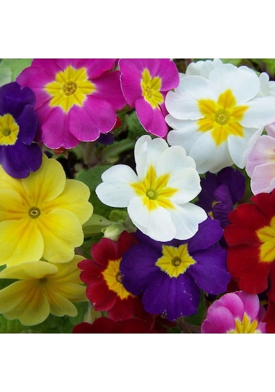 Çuha Çiçeği Primula 50 Adet