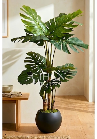 Monstera Ağacı 170cm Antrasit Küre Saksı Beyaz