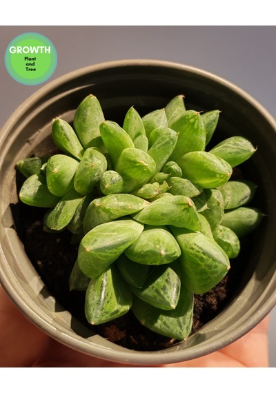 Haworthia Cymbiformis Group 1 Adet