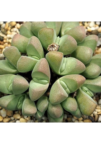 10 Adet Ihlenfeldtia Vanzylii Succulent Tohumu