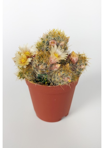 Mammillaria Prolifera Teksas Meme Kaktüsü Krem Çiçek Açan Kaktüs