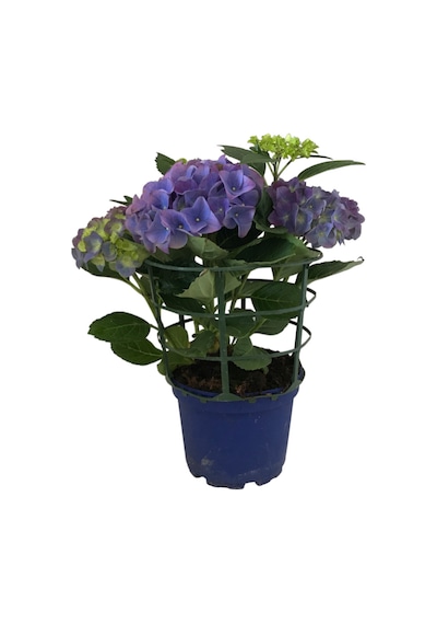 Hydrangea Macrophylla Blue (Mavi Ortanca) 14 CM 35-40 CM