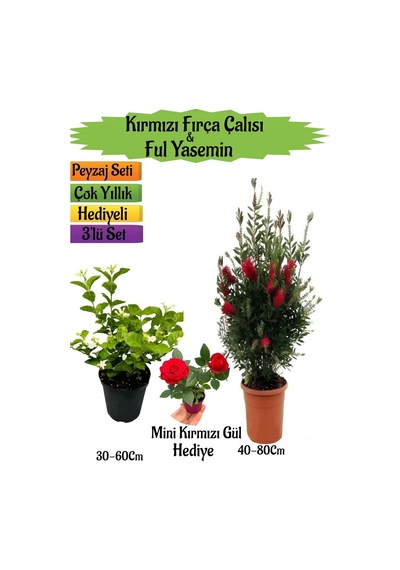 Kırmızı Fırça Çalısı+kokulu Ful Yasemin+mini Gül Peyzaj Seti