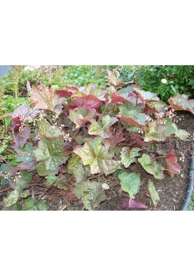 Tohum Dünyam 20 Adet Palace Purple Heuchera/coral Bells Micrantha Tohumu
