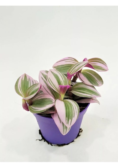 Tradescantia Nanouk Telgraf Çiçeği 5,5 Cm Küçük Saksıda