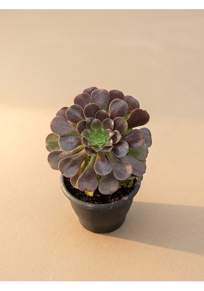 Mine Garden İthal Siyah Saksıda Canlı Bordo Aeonium Arboreum 1 Adet
