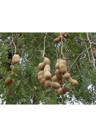 Tamarind 4 Adet Tohum
