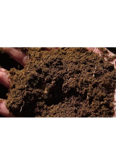 Kopya - Kuşkonmaz Tohumu Nadir Ithal Kuşkonmaz Tohumu Ekim Seti 5 Adet Tohum + Saksı+toprak