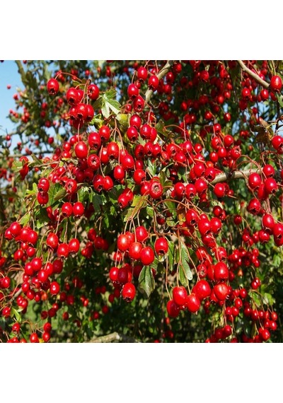 Tüplü Özel Çeşit Kırmızı Aronya Berry Fidanı