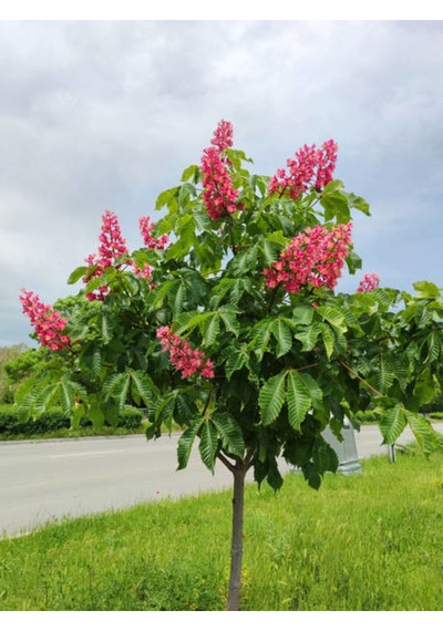 Favori Ürün Pembe Çiçekli Oya Çiçeği Fidanı 45 80 Cm 1 Adet Saksılı Dış Mekan Lagerstroemia Indica