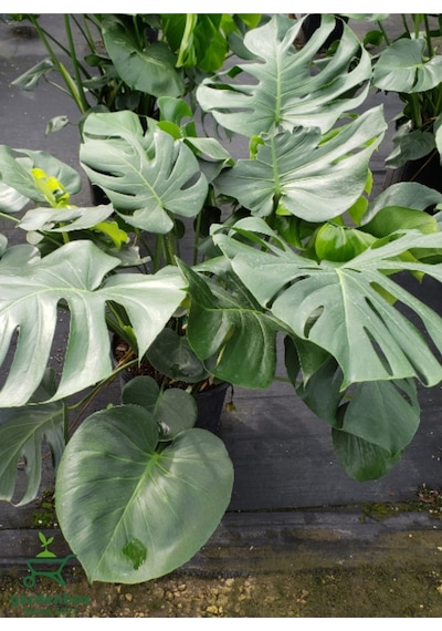 Canlı Yapraklı Deve Tabanı Çiçeği Monstera Deliciosa 30-60cm