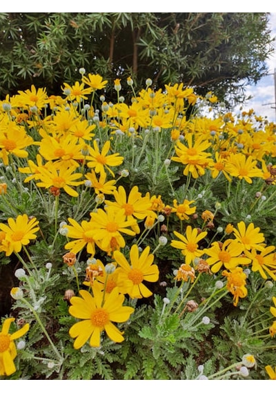 Sarı Çalı Papatyası 2 Adet Saksılı/ Tüplü 20-40 Cm Dış Mekan Bitkisi Euryops Daisy