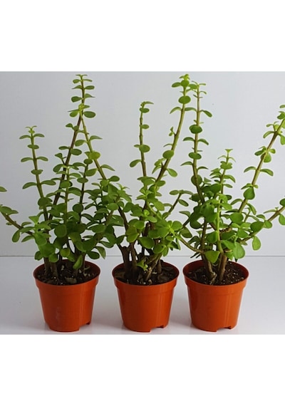 Crassula Bonsai Porticulara Afra Yesim Ağacı Şans Bitkisi Sukulent 8.cm Saksıda