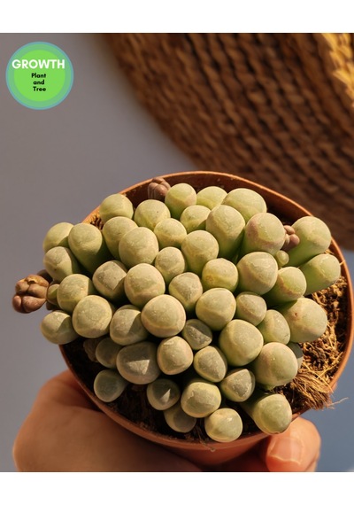 Fenestraria Rhopalophylla Bebek Parmakları Sukulenti 1 Adet