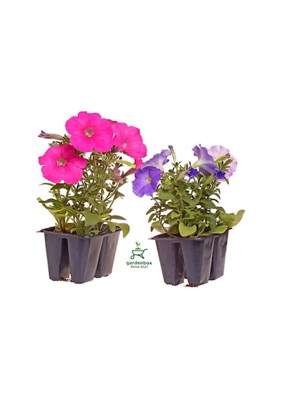 Petunya Çiçeği Fidanı 4 Pembe 4 Mor Renk Saksılı Balkon Bahçe Çiçeği