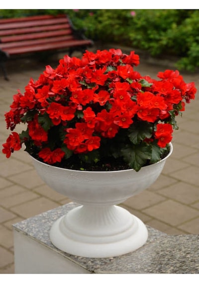 Bol Kırmızı Çiçekli Ortanca Fidanı 30-60 Cm Tüplü Çiçekli Bodur Bitkiler Red Hydrangea
