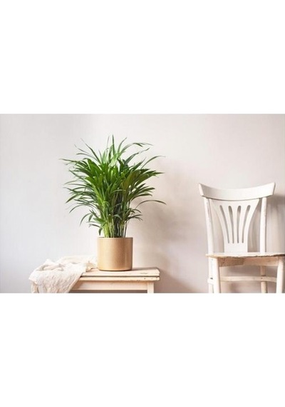 Areka Palmiyesi 60 Cm