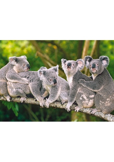 Castorland 120 Parça Koala Ailesi Puzzle