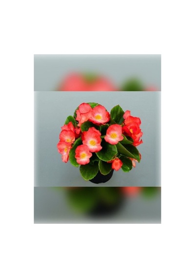 Şeker Begonya Fidanı Saksıda Canlı Çiçek 10-20 Cm