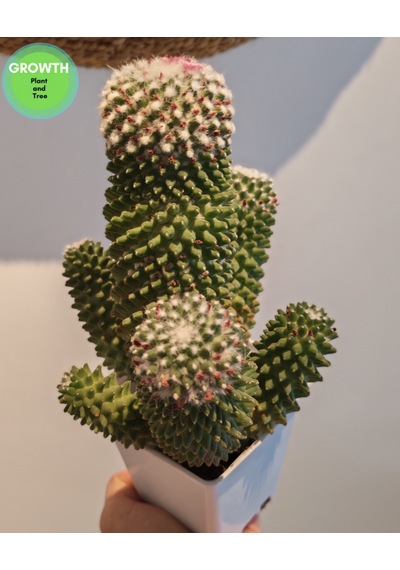 Mammillaria Bucareliensis Kaktüs 1 Adet