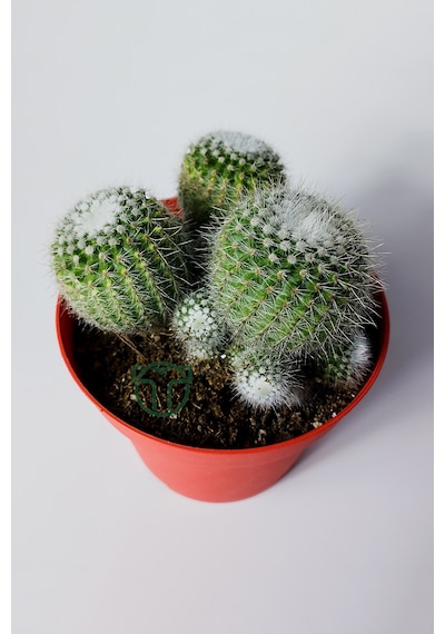 Notocactus Scopa Albispinus 3 Lü Kaktüs 12 Cm Saksıda