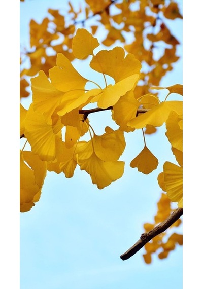 Mabet Ağacı Ginkgo Biloba Fidanı 20-30 Cm Boy