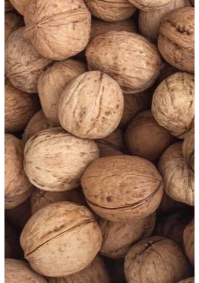 Taze Toplanmış Burdur Kabuklu Ceviz 5KG