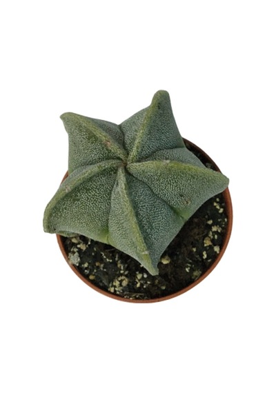 Nadir Kaktüs - Astrophytum Myriostigma - Astro Kaktüs