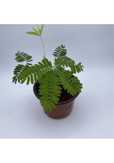 Küstüm Çiçeği Bitkisi Saksılı 10-20 Cm