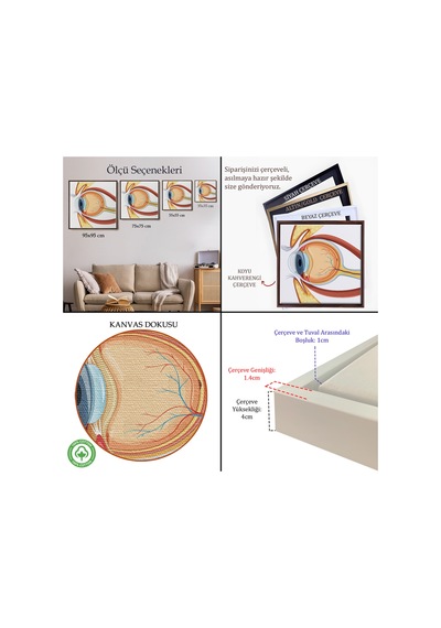 Ahşap Çerçeveli Göz Anatomizi Tablosu - Göz Doktoru Hediyesi-8367