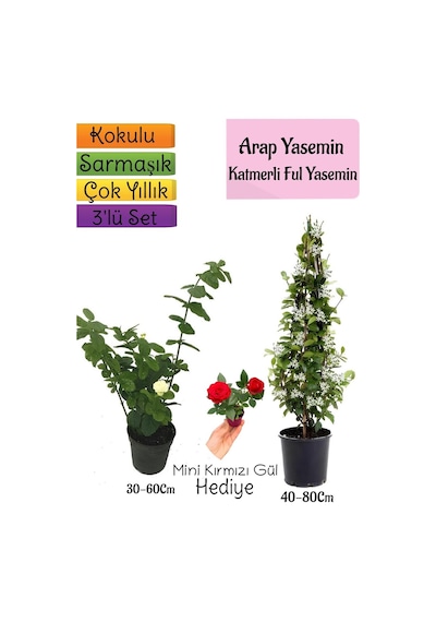 Kokulu Arap Yasemini+katmerli Ful Yasemin+mini Gül Hediyeli 3'lü Bahçe Seti