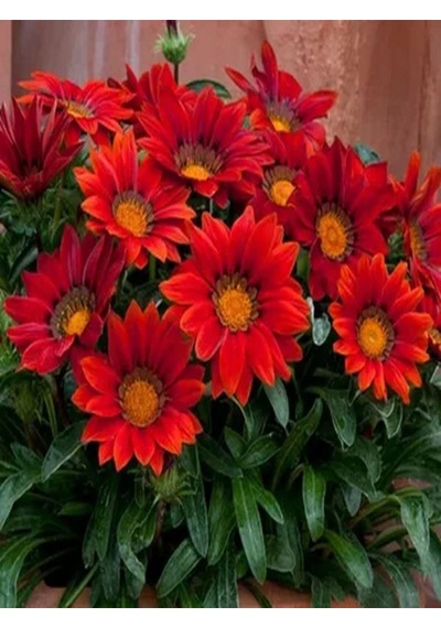 Videolu 10'lu Kırmızı Gazanya Koyun Gözü Çiçeği Fidanı 15-35 Cm Tüplü Çiçekli Bodur Bitkiler Gazania