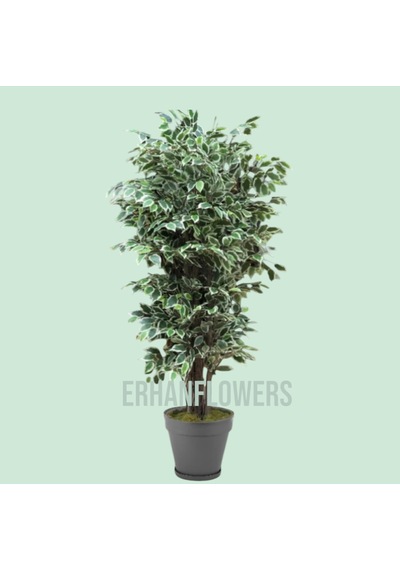 180 Cm Yapay Ficus Benjamin Ağacı Yeşil
