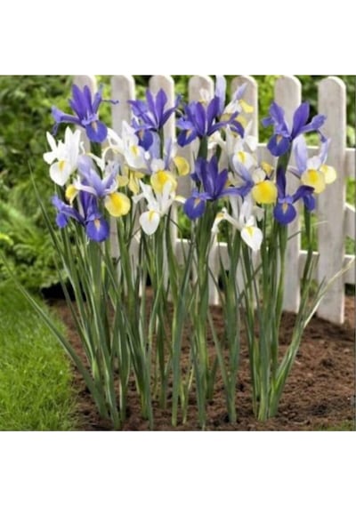 Karışık Renkli Iris Mix Süsen Soğanı 5 Adet