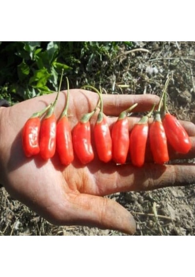 Tüplü Princess Tao Etli Goji Berry Kurt Üzümü Fidanı Sınırlı Say