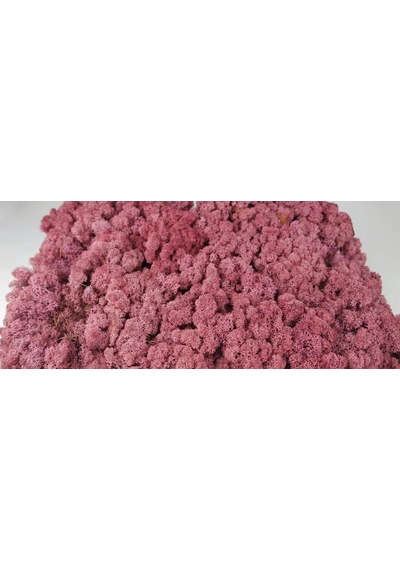 Reindeer Moss Pink Şoklanmış Norveç Yosunu 250gr